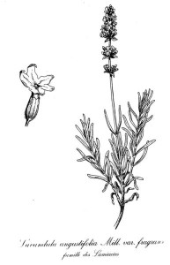 386px-Lavandula_Angustifolia