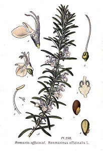 410px-259_Rosmarinus_officinalis_L