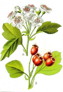 413px-Crataegus_sp_Sturm3